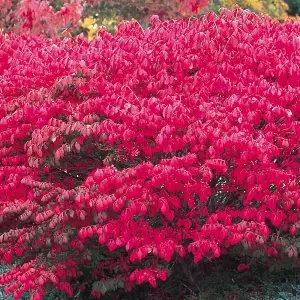 Euonymus Alatus Garden Shrub - Attractive Autumn Color, Green Foliage, Compact Size, Hardy (15-30cm Height Including Pot)