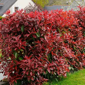 Red Robin Photinia Outdoor Shrub Plant Photinia x Fraseri 2L Pot