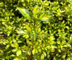 2 x Coprosma Lemon and Lime Mirror Plant - 15-30cm in Height Inc Pot - Evergreen