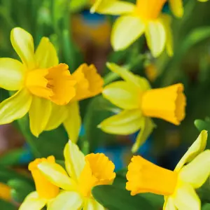 25 x Daffodil Tete a Tete Spring Bulbs - Yellow Dwarf Narcissus Flowering Perennials - Grow in Beds, Borders & Patio Pots