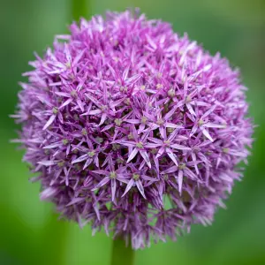 3 x Allium Globemaster Bulbs - Summer Flowering - UK Hardy Pollinator Friendly - Grow in Beds, Borders & Patio Pots