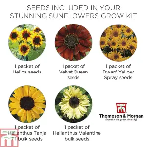 Seed Grow Kit - Stunning Sunflower - 1 Pack - Ideal Gift