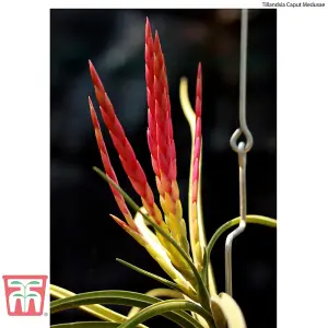 Houseplant Air Plant Tillandsia Mixed Medium x 4