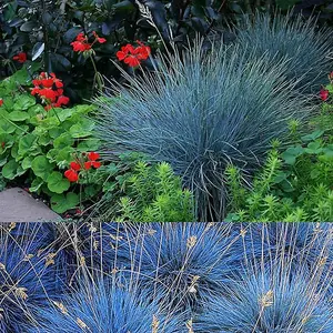 Festuca Intense Blue x 3 - Blue Grass Plants Ready to Plant - Blue Fescue Grass in 9cm Pots