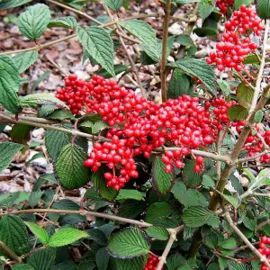 Viburnum Kilimanjaro Sunrise 9cm Pot x 1