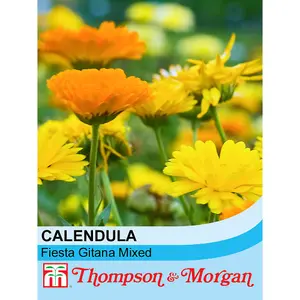 Calendula Fiesta Gitana Mixed 1 Seed Packet (160 Seeds)