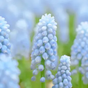 Muscari Valerie Finnis (40 Bulbs) Pale Blue Grape Hyacinth by Jamieson Brothers