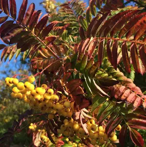 Direct Plants Sorbus Joseph Rock Mountain Ash Tree 5-6ft Supplied in a 7.5 Litre Pot