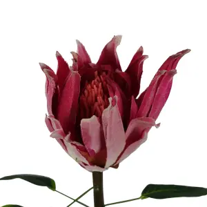 Pack of 6 x 65cm Protea Sugarbush Flower Stem - Pink