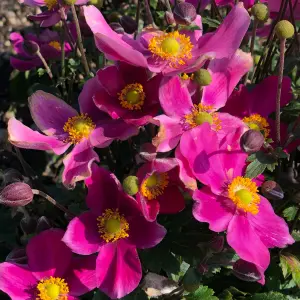 Anemone Fantasy Red Riding Hood - Rich Pink Blooms, Compact Size (15-30cm Height Including Pot)