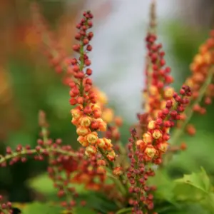 Cabaret Mahonia Outdoor Shrub Plant Mahonia Nitens 2L Pot