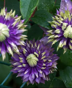 Clematis Taiga - A Stunning Climber supplied in a 9cm pot