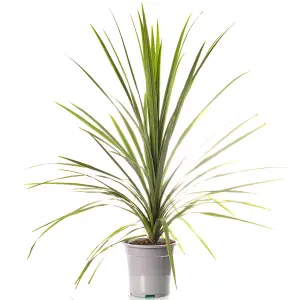 Cordyline Australis Plant - Striking Architectural Statement, Hardy in UK Gardens, Ideal for Containers (5L)