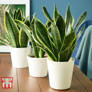 Sansevieria trifasciata var. laurentii - Snake Houseplant  x 1 (12cm Pot)