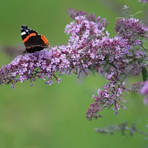 Buddleja hybrida Violet Cascade - Stunning cascade of vibrant violet blooms 1 x 1L pot