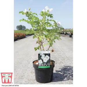 Rose  (Shrub) rugosa Alba 3.6 Litre Potted  Plant x 1