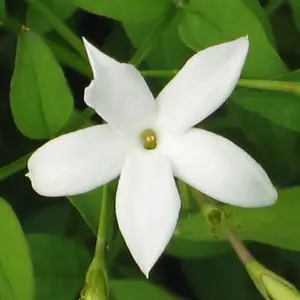 Jasminum Officinale - Highly Scented Plant, Ideal for Trellises and Fences, Hardy (20-30cm Height Including Pot)