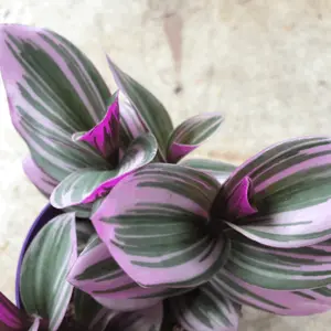 Tradescantia Nanouk - Fantasy Venice in 5.5cm Pot - Colourful & Low Maintenance