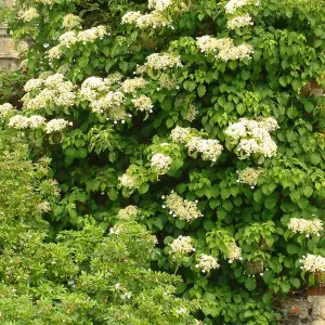 Hydrangea Petiolaris - 9 Litre Potted Plant x 1 - RHS Award of Garden Merit - Shade Tolerant