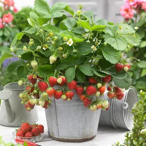 Strawberry Honeoye - Outdoor Fruit Plants for Gardens, Pots, Containers (9cm Pots, 5 Pack)