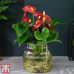 Anthurium Aqua Red in Sierglass 12cm Pot x 1