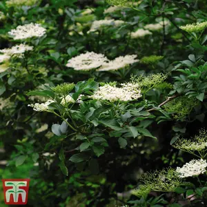 Hedge Elderberry (Sambucus nigra) 10 bare root plants