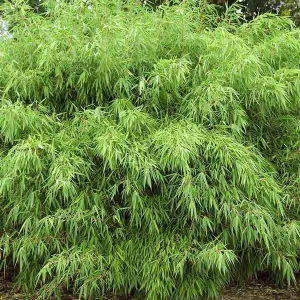 Bamboo Fargesia Rufa - Hardy Clumping Bamboo, Ideal for Privacy Screens (110-130cm)