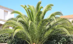 1 x Phoenix Canary Palm Tree 1.5 Litre Potted Plant  - Tropical Style - Ideal for Patio Containers