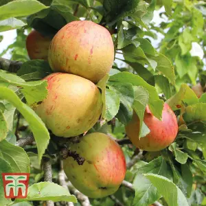 Apple (Malus) Bramleys Seedling (M26) 1 Bare Root Tree