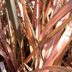 Phormium 'Flamingo' in 9cm Pot - Rare Plant - New Zealand Flax Evergreen Grass