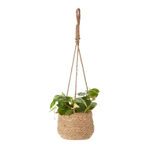 Verve Philodendron mix in Natural Seagrass Decorative pot 12cm