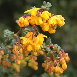 Berberis Nana - Compact Shrub, Vivid Orange Flowers (20-30cm Height Including Pot)