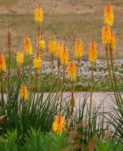 Kniphofia Poco Collection - Set Of 3 Red Hot Poker Plants In 9cm Pots