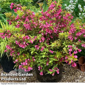 Weigela 'Magic Carpet' 9cm Potted Plant  x 2