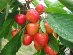 Dwarf Patio Bigarreau Napoleon Cherry Tree, Red-Flushed, Sweet & Juicy Cherries