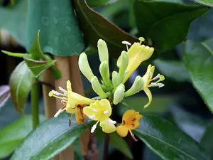 Lonicera Copper Beauty - Scented Honeysuckle Plant - Climbing Plant in a 9cm Pot