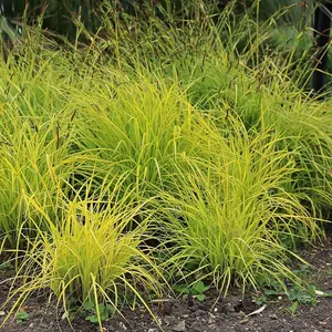 Aurea Bowles' Golden Sedge Grass Carex Elata Outdoor Ornamental Plant 2L Pot