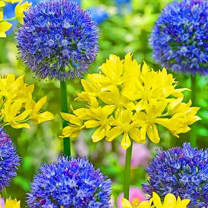 Allium Mixed Flowering Bulbs - Diverse Blooms (25 Pack)