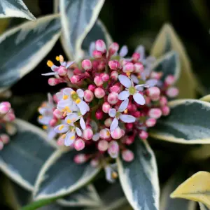 Skimmia Magic Marlot Garden Plant - Evergreen Foliage, Compact Size (25-35cm Height Including Pot)