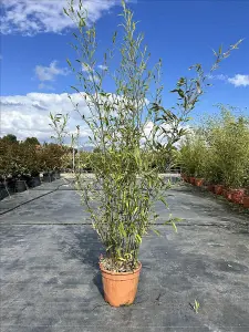 Extra Large Black Bamboo Phyllostachys Nigra Plant 6ft Tall in a 12 Litre Pot