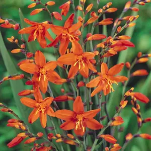 Crocosmia Carmine Brilliant - Brilliant Orange Blooms, Sun, Moderate Height (30-40cm Height Including Pot)