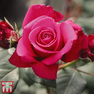 Rose (Rosa) (Hybrid Tea) Home Florist Timeless Charisma 2 Bare Roots