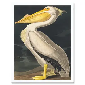 Audubon Style Vintage Detailed Pelican Bird - Print White Framed Paper / 43cm H x 33cm W x 2cm D