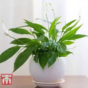 Air Purifying Houseplant Collection - 6 Potted Plants - Snake Plant, Peace Lily, Spider Plant, Cleaning Air in Home or Office