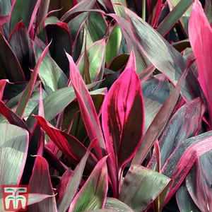 Cordyline Tango 12cm Potted Plant x 1