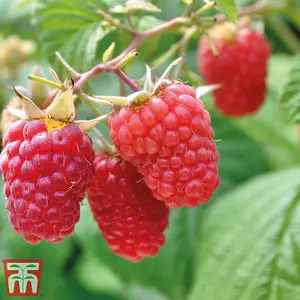 Grow Your Own Fruit  Raspberry Glen Prosen (4 Canes) 3 Litre Pot x 2