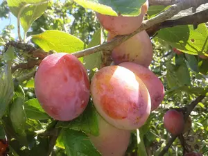 Victoria Plum Fruit Tree 4-5ft Juicy, Self Fertile & Ready to Fruit, Supplied in a 5 Litre Pot