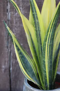 Sansevieria Snake Plant - Mother in Laws Tongue Plant - 20-30cm in Height