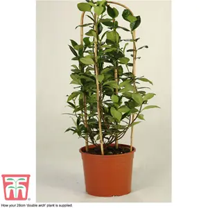 Fragrant Trachelospermum Jasminoides - Star Jasmine - 2 Litre Potted Plant x 2 - Ideal for Trellis, Fences & Obelisks