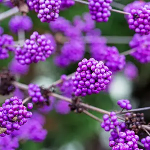 Callicarpa Bodinieri var. Giraldii 'Profusion' 20-30cm Tall in a 2L Pot 3FATPIGS